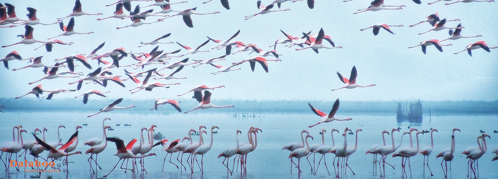 Mazandaran Province (Birdwatching)