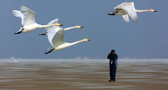 Mazandaran Province (Birdwatching)