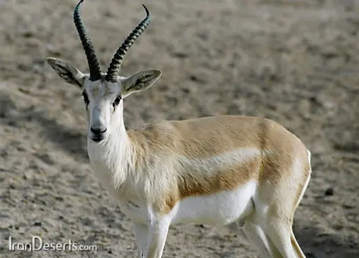 جبیر