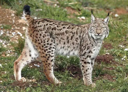 سیاه گوش