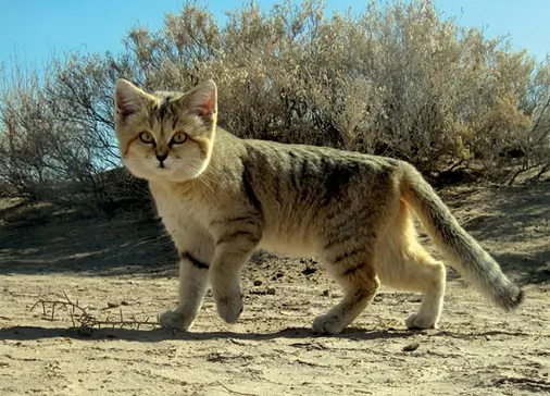 گربه شنی