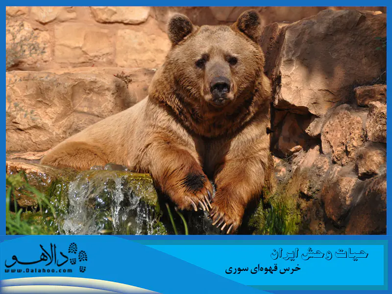 این حیوان شبگرد است. البته در مناطقی که آرامش کافی باشد، روزها هم دیده می&zwnj;شود. اگر خوش&zwnj;شانس باشید، در پارک ملی گلستان احتمال دیدن خرس قهوه&zwnj;&zwnj;ای سوری وجود دارد.
