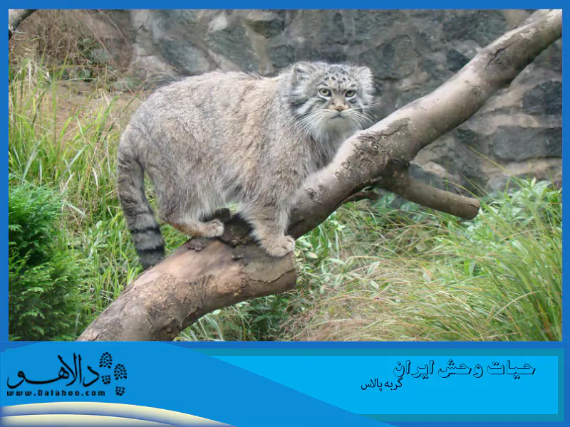 گربه پالاس به خاطر فک کوچک و دندان&zwnj;های کمش صورت بامزه&zwnj;ای دارد.
