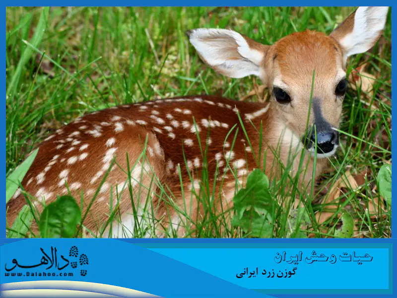 گوزن زرد از خطر انقراض در ایران نجات یافت.