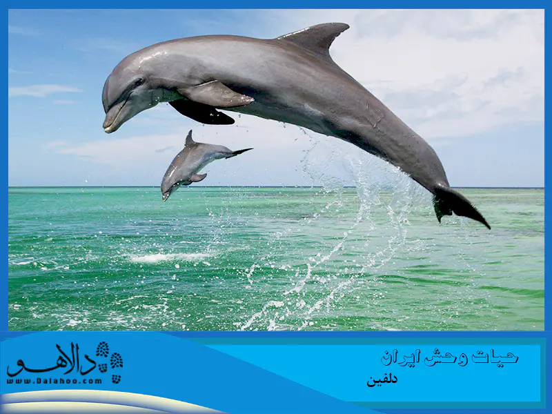 دلفین&zwnj;ها موقع خواب از نیمی از مغزشان استفاده می&zwnj;کنند و نیمی دیگر استراحت می&zwnj;کند. اگر کامل بخوابند غرق می&zwnj;شوند.