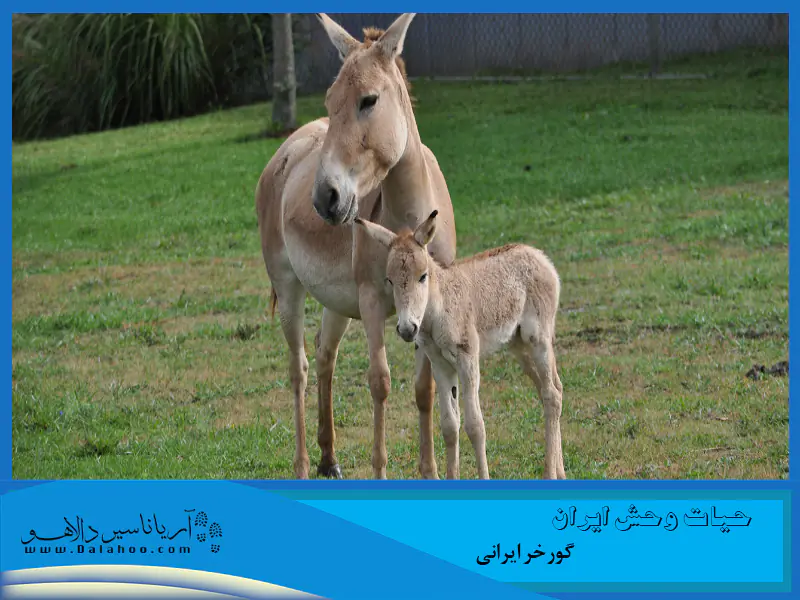 گورخر از هوش اجتماعی بالایی برخوردار است.