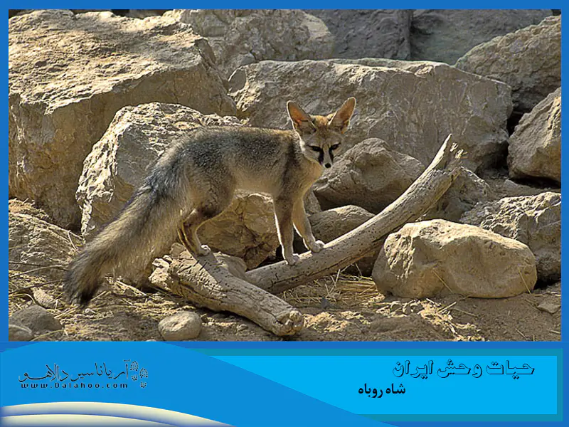 در ایران شاه روباه را در شرق خراسان، کرمان، فارس، یزد و اصفهان می توانیم ببینیم.