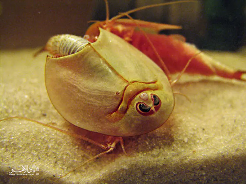  سه چشم (triops)، گونه&zwnj;ای جانور آبزی.