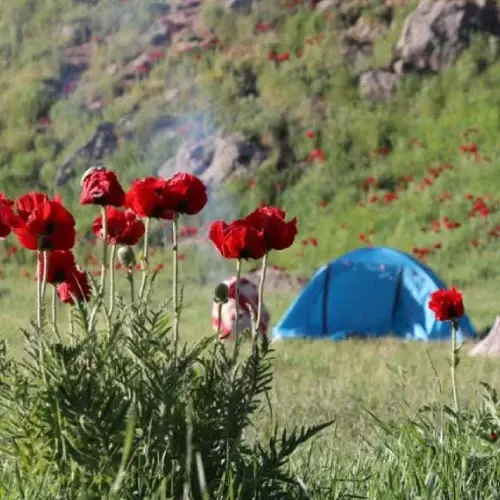 در پناه اجاق شقایق
